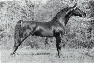 hanoversuperdan