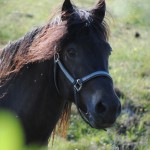 smokey11b