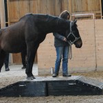 Runnet Dancer, 23 årig galoppör med många insprungna pengar - men trail var helt nytt för honom.