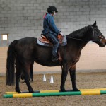 Loyden, travare med stort fokus på sin ryttare Yvonne.